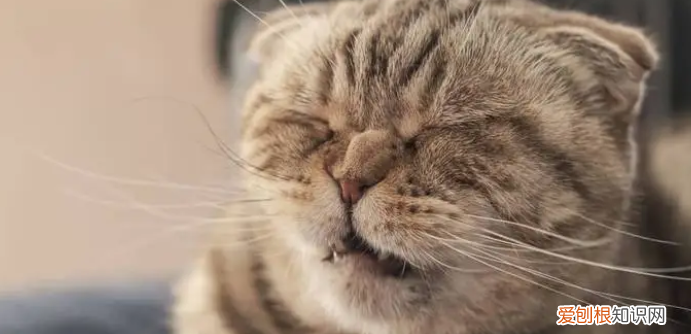 猫为啥老打嗝 ，猫为什么老打嗝怎么回事？