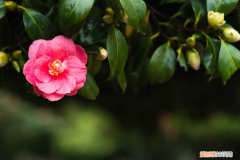 宜春绿植花卉市场，宜春适合养什么花，市花和市树是什么？