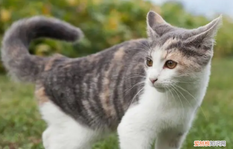 猫猫特别喜欢摇尾巴 ，猫咪喜欢摇尾巴是什么意思？
