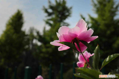 广西贺州花卉市场有哪些，贺州适合养什么花，市花和市树是什么？