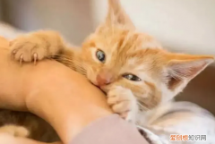 猫咪总是早晨咬人是什么原因呢视频讲解 ，猫咪总是早晨咬人是什么原因呢视频教程？