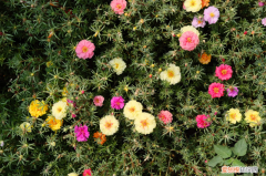百色市的市花，百色适合养什么花，市花和市树是什么？