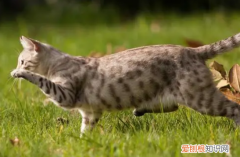 家猫为什么会跑来跑去 ，家猫为什么会跑床上？