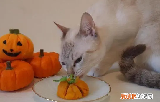 猫爱吃的水果是什么 ,猫最喜欢吃的水果?