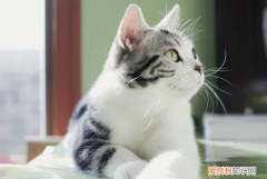 猫睡床上暗示什么风水 ，有些人命里不能养猫？