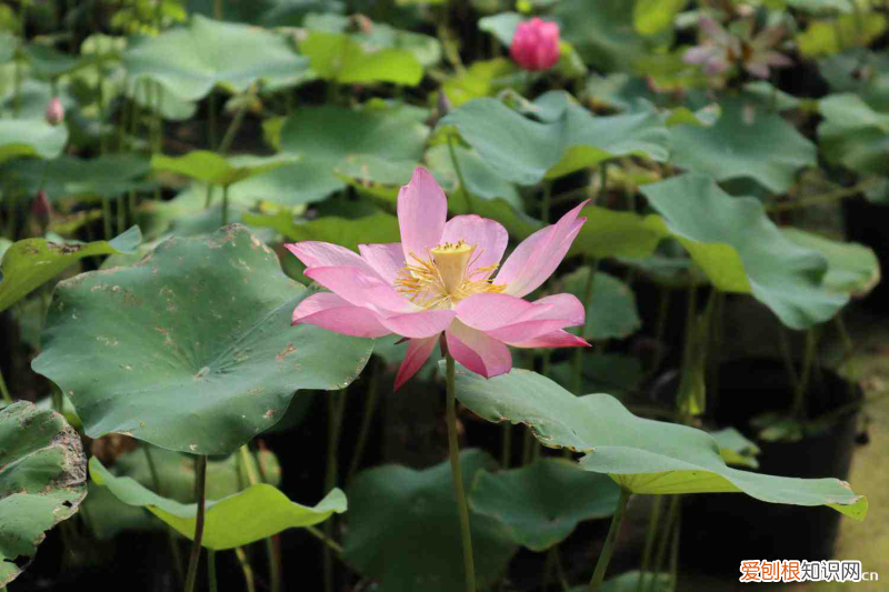 铜陵适合养什么花，市花和市树是什么