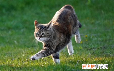 猫咪为什么会跟着主人 ，猫为什么会跟着你走？