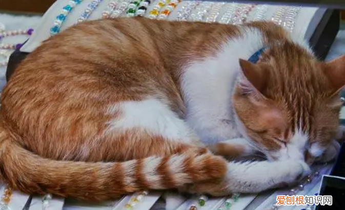 猫咪为什么喜欢蜷成一团 ，猫为什么喜欢蜷缩？