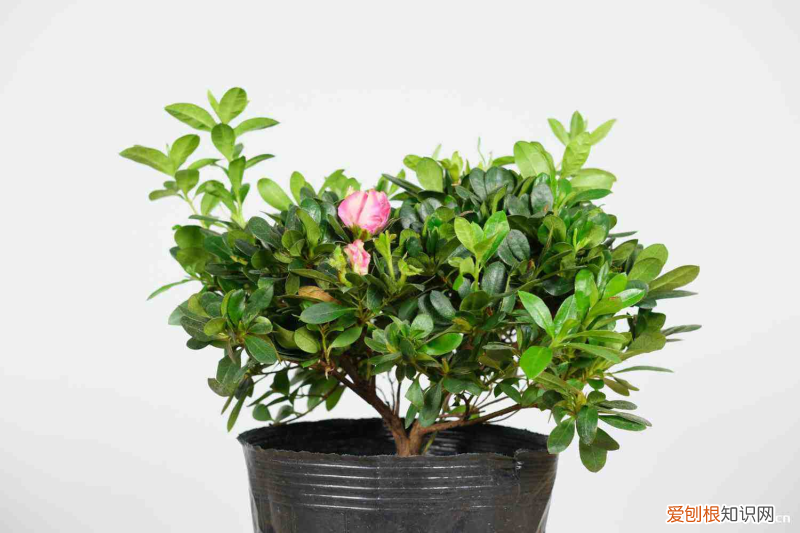 黔东南适合种植什么水果，黔东南适合养什么花，市花和市树是什么？