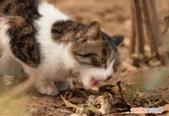 猫咪会不会自己觅食呢 ，猫会自己觅食吗？