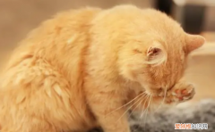 猫为什么喜欢吃鸡毛呢 ，猫为什么喜欢吃鸡毛球？