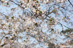 滁州市有什么赏花的地方，滁州适合养什么花，市花和市树是什么？