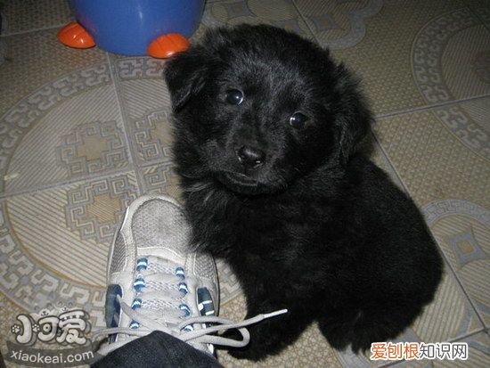 平毛寻回猎犬随行怎么训练，平毛寻回犬出门随行训练方法，平毛寻回犬怎么喂养
