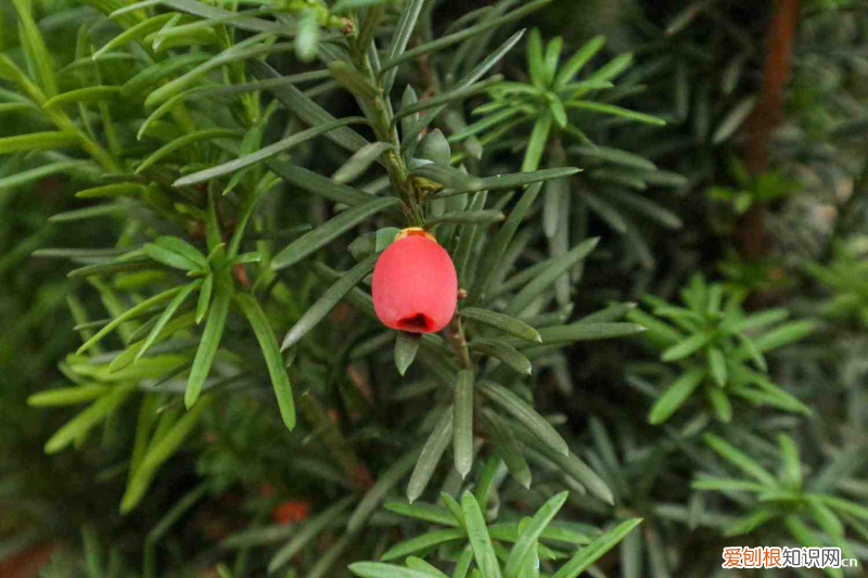 丽水花卉绿植哪里有，丽水适合养什么花，市花和市树是什么？