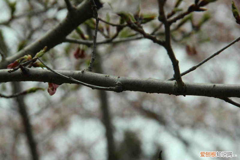 丽水花卉绿植哪里有，丽水适合养什么花，市花和市树是什么？