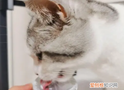 为什么猫喜欢舔自己的主人? ，猫为什么喜欢舔自己的身体？