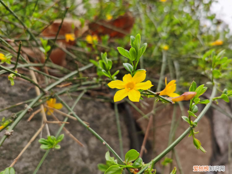 遵义的市花，遵义适合养什么花，市花和市树是什么？