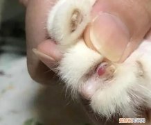猫咪指甲老劈是什么原因 ，猫指甲为什么会劈？