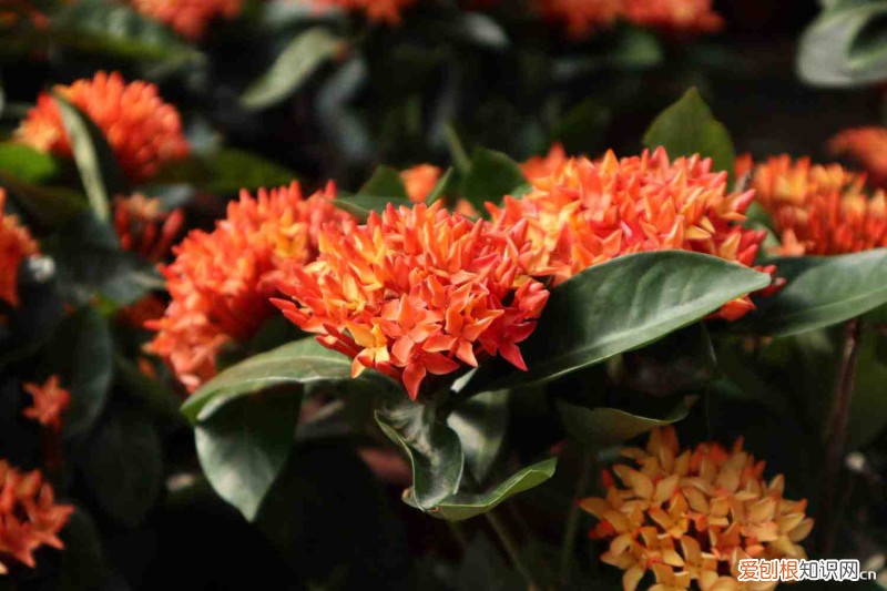 钦州种植有哪些植物，钦州适合养什么花，市花和市树是什么？
