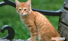 猫丢了晚上几点最容易找到 ，宠物猫丢了找回来的巧方法,英短的寿命是多少年？