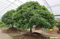舟山适合种植什么水果，舟山适合养什么花，市花和市树是什么？