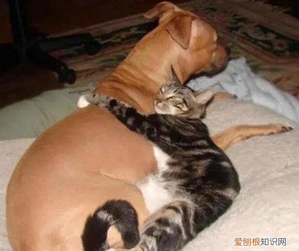 家养的猫和狗为什么要绝育 ，为什么要给猫和狗绝育？