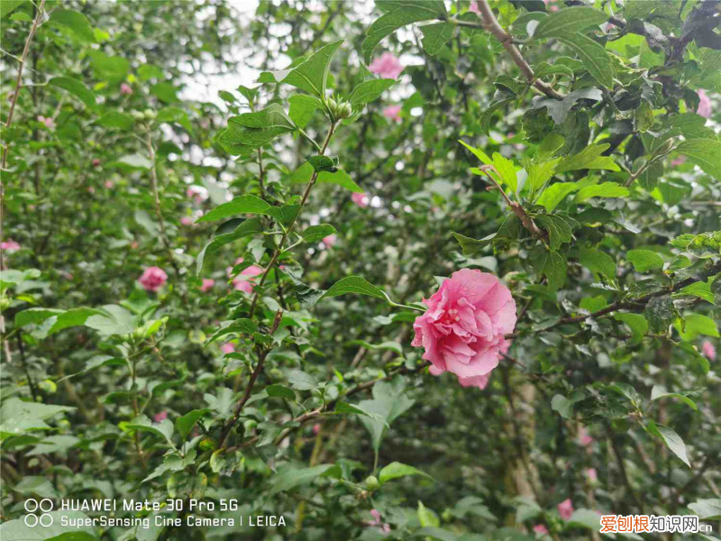 南宁有什么花海的地方，南宁适合养什么花，市花和市树是什么？