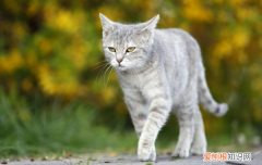 猫走路走不稳还拉稀 ，猫咪走路有点晃,没精神？