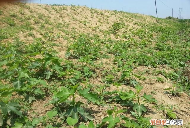 无花果树盆栽用什么土 ,养无花果树配土?