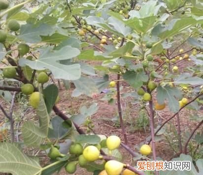 无花果树盆栽用什么土 ,养无花果树配土?