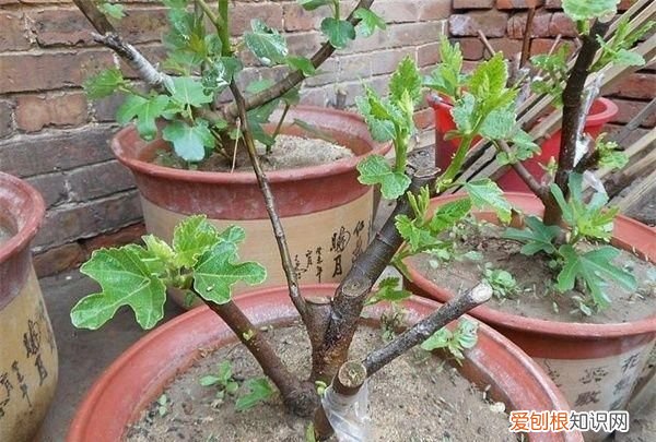 无花果树盆栽用什么土 ,养无花果树配土?