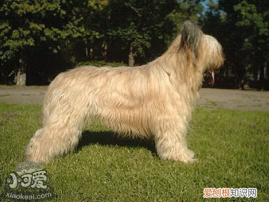 布雷猎犬怎么训练，伯瑞犬训练技巧，布雷猎犬怎么训练,伯瑞犬训练技巧图解