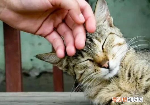 为什么猫咪喜欢蹭脸颊 ，猫喜欢侧脸蹭？