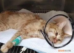 猫为什么会得猫瘟病 ，家猫为什么会得猫瘟？