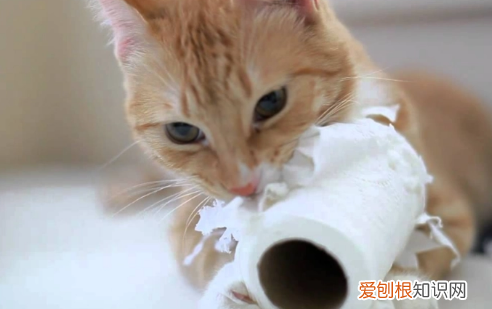 猫咪为什么喜欢咬纸巾呢 ，猫咪为什么喜欢咬纸巾的东西？