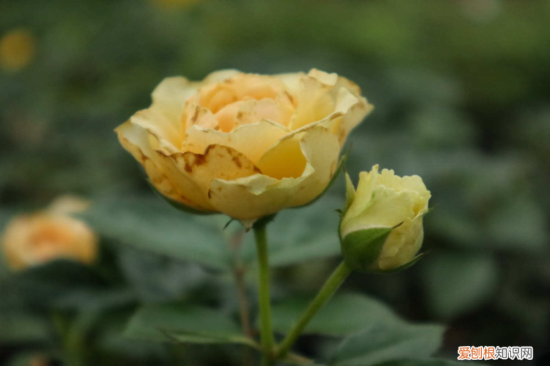 喀什适合养什么花,市花和市树是什么树，喀什适合养什么花，市花和市树是什么？
