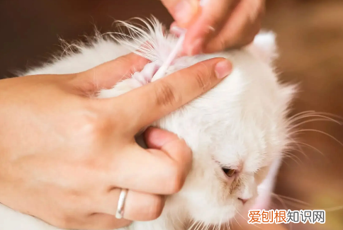猫身上有跳蚤怎么去掉小妙招 ，猫身上有跳蚤怎么除？