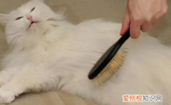 猫咪为什么最近老掉毛怎么回事啊 ，猫咪为什么最近老掉毛怎么回事儿？