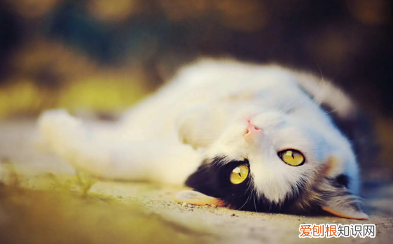 为什么猫咪不怕路人呢 ，为什么猫咪不怕路人呢视频？