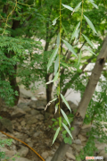 四平哪里有卖花的，四平适合养什么花，市花和市树是什么？