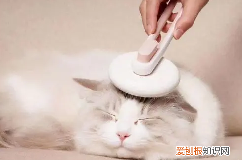 猫咪脱毛缺乏哪种维生素 ，猫咪掉毛要补充什么？