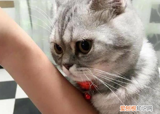 猫为什么老蹭脖子 ,猫咪喜欢蹭我脖子?