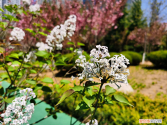 新疆阿克苏适合种什么植物，阿克苏适合养什么花，市花和市树是什么？