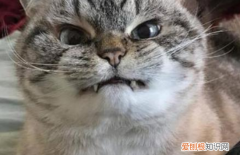 猫为什么一直冲你叫 ，猫咪喜欢冲主人叫？