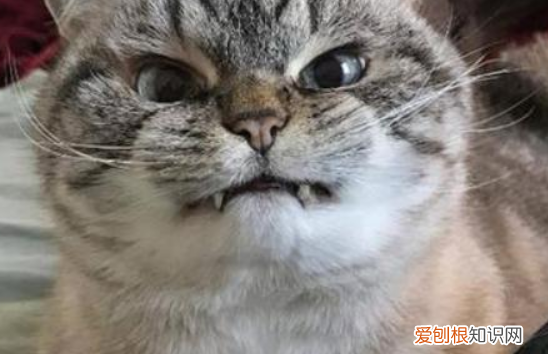 猫为什么一直冲你叫 ,猫咪喜欢冲主人叫?