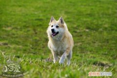 挪威布哈德犬大小便怎么训练，挪威布哈德犬排便训练方法，史宾格犬怎么训练大小便