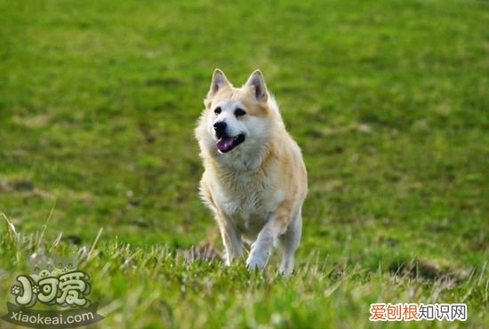 挪威布哈德犬大小便怎么训练，挪威布哈德犬排便训练方法，史宾格犬怎么训练大小便