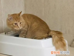 猫咪误食异物 ，猫咪误食异物后要禁食吗？