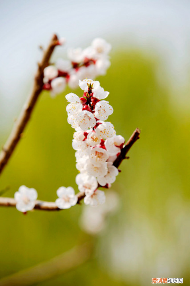佳木斯赏花景点一日游，佳木斯适合养什么花，市花和市树是什么？