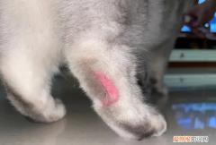 猫咪皮肤病为什么越来越严重 ，猫出现皮肤病的症状及原因？